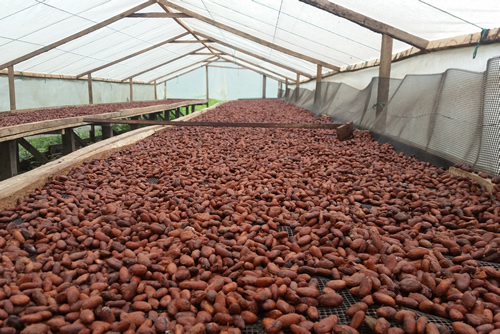 Cacao en grano seco Chocolate Tumaco
